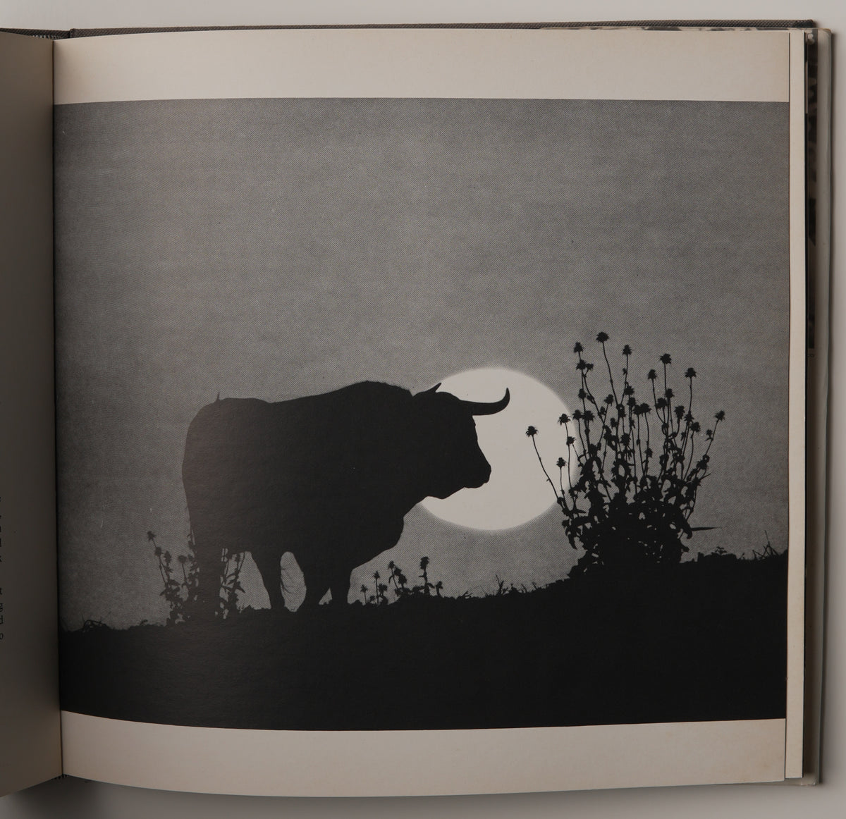 Bulls of Iberia: Life and Death of the Fighting Bull