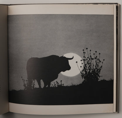 Bulls of Iberia: Life and Death of the Fighting Bull