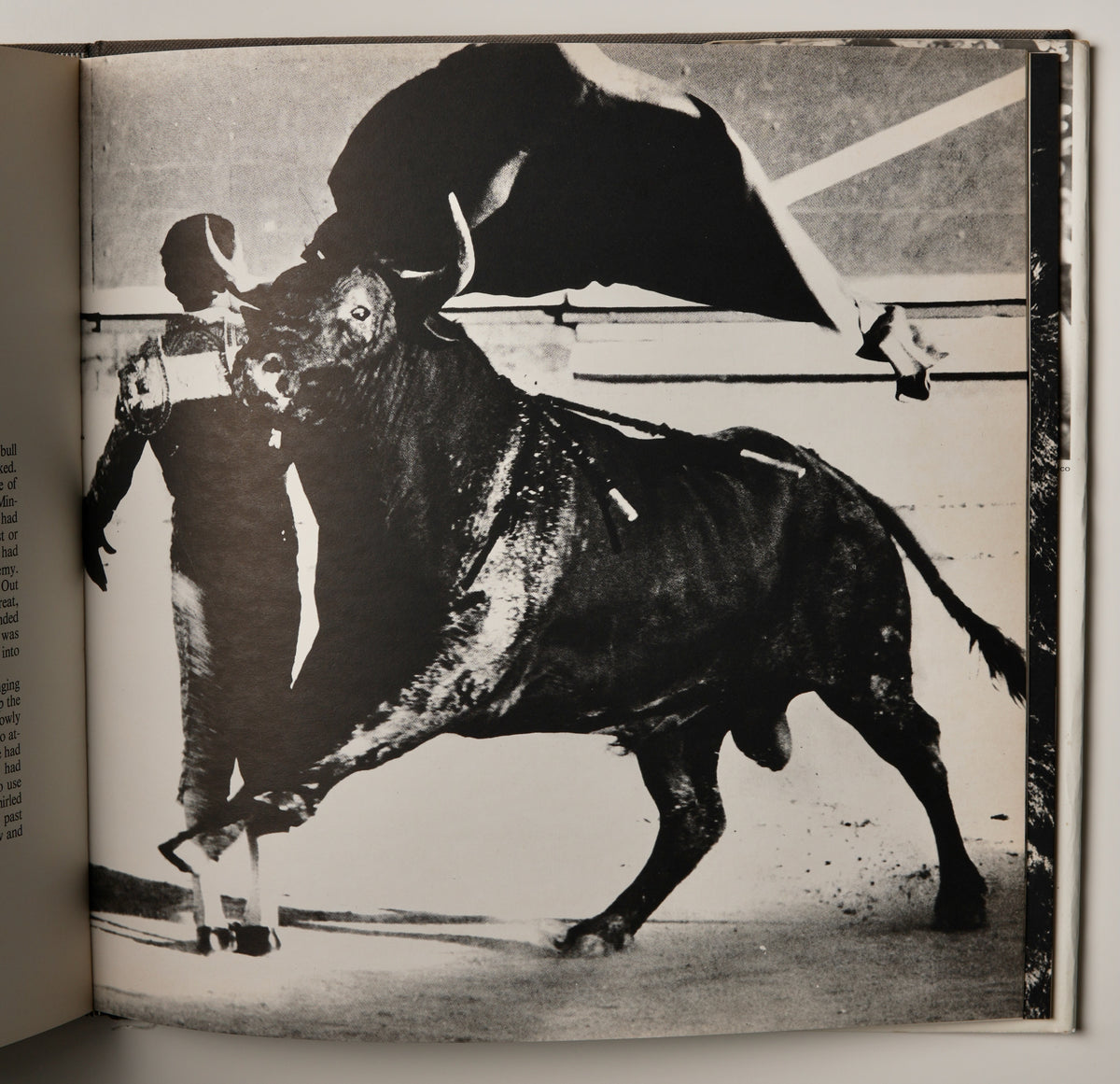 Bulls of Iberia: Life and Death of the Fighting Bull