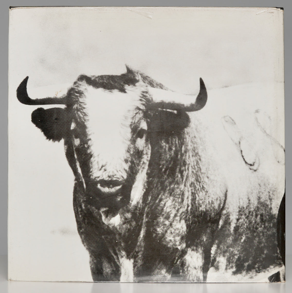 Bulls of Iberia: Life and Death of the Fighting Bull
